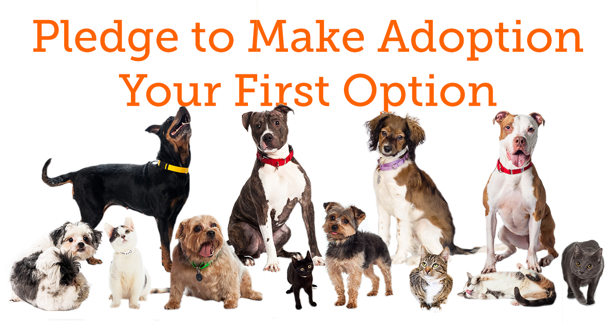 Pledge To Make Pet Adoption Your First Option! L Aspca