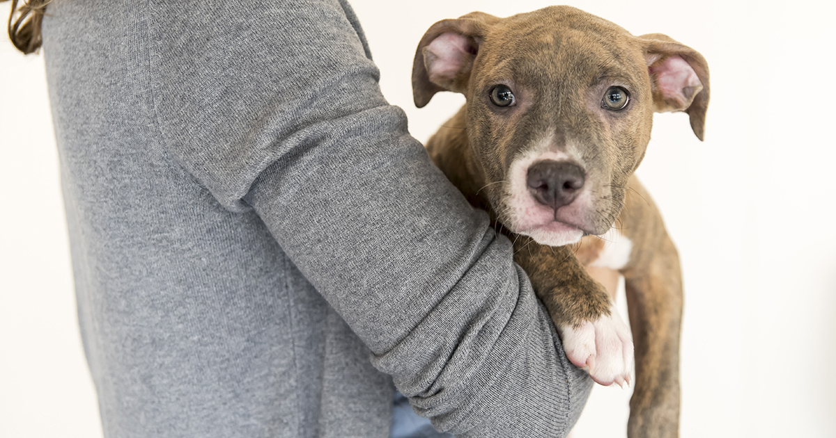 Missouri Help Keep Pets and People Together! ASPCA