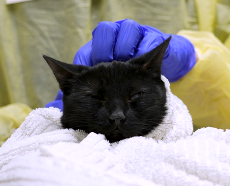 A black cat being cleaned and comforted by an ASPCA team member