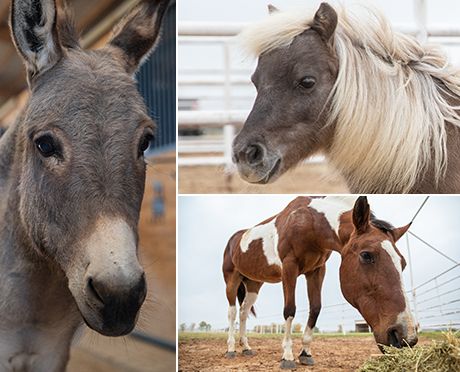 3 different horses