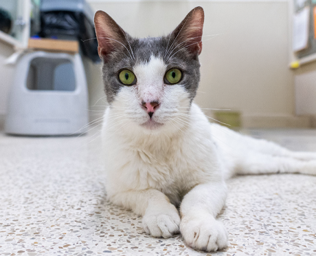 A cat sitting on carpet
