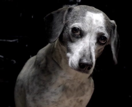 A frightened dog sitting in the dark