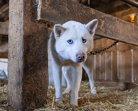 A rescued husky