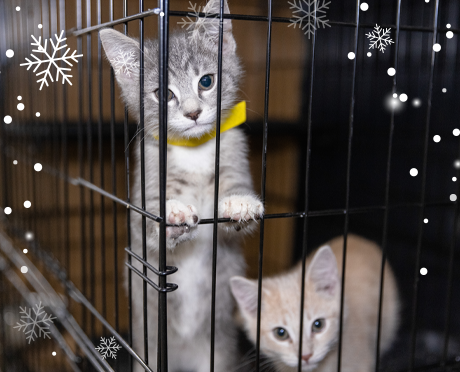 Two kittens in a cage