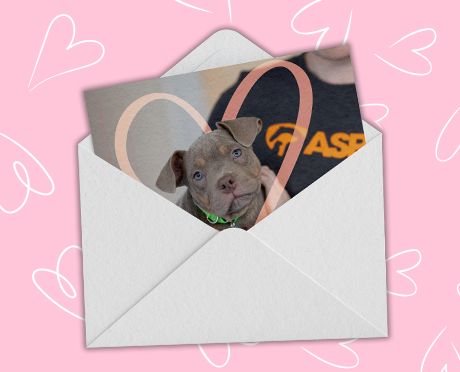 Card containing dog with heart graphic coming out of envelope