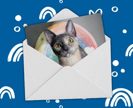 Card containing cat with rainbow graphic coming out of envelope
