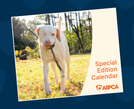 Special Edition Calendar ASPCA with Eddie the dog on the cover