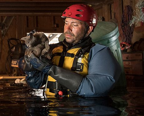 FIR responder helping animal FIR responder helping animal