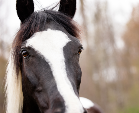 Horse's eye