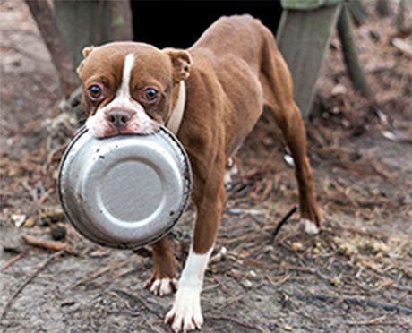 Hungry Pup