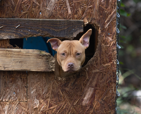 A dog looks out of a hole in the wall of a wooden container