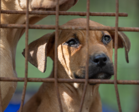 Two young dogs look through a rusty metal fence