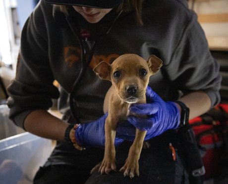 A puppy being held by an ASPCA team member