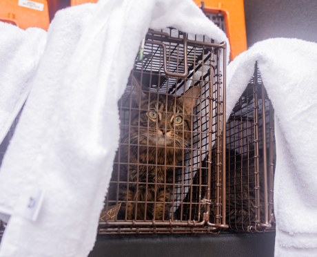 A rescued cat in a cage for transport