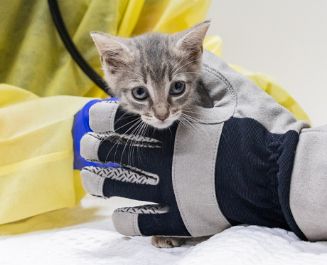 A rescued kitten being held by an ASPCA team member
