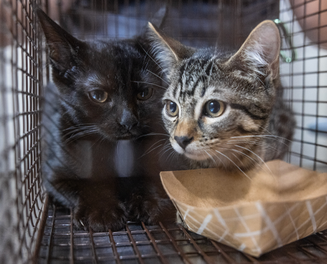 Two young rescued cats in a cage for transport