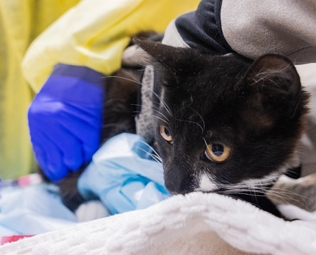 A frightened cat being held by an ASPCA team member