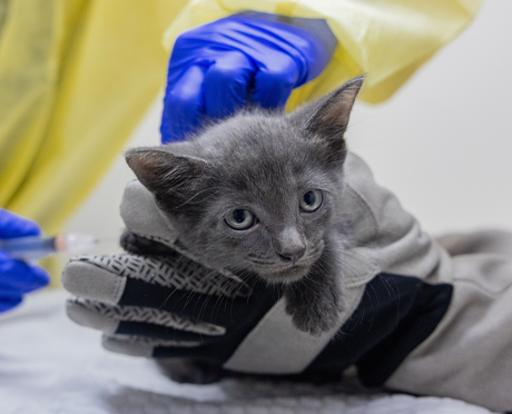 A grey kitten being held by an ASPCA team member