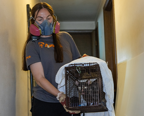 ASPCA team member carrying a rescued cat