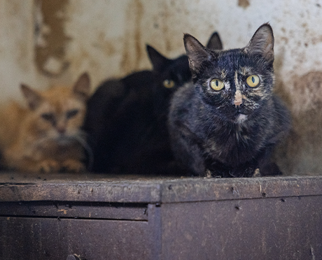 Three cats sitting on a counter in a filthy room
