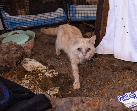 An underfed orange cat walking across a filthy floor