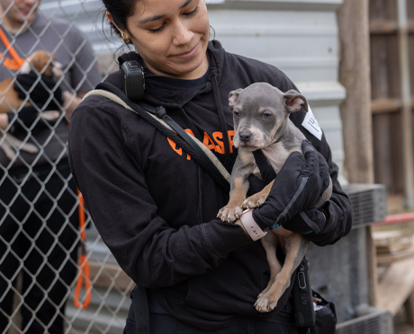 A rescued puppy in Texas is comforted by an ASPCA team member