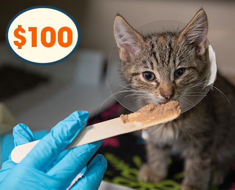 kitten wearing a cone being fed wet food