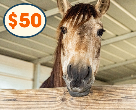 horse in stable