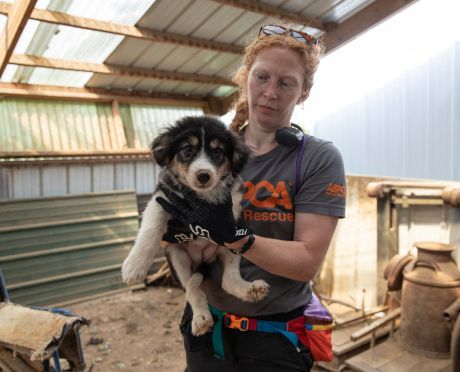ASPCA rescue employee removing dog from dilapidated shed