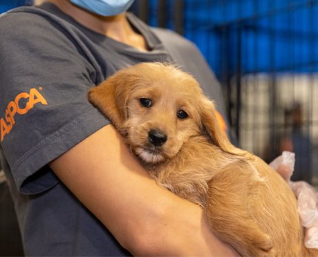 Puppy