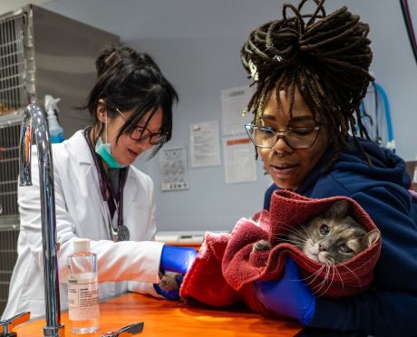 Two ASPCA veterinarians checking on cat in animal hospital