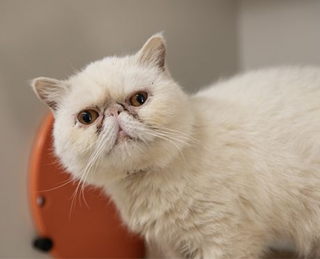 Persian cat