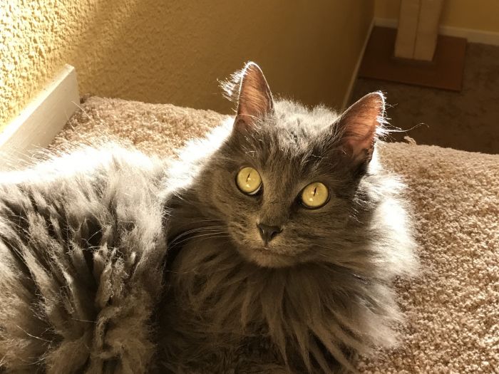 Cats Wa5k | ASPCA