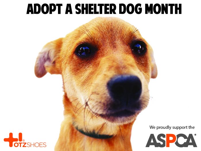 Aspca give cheap away dog