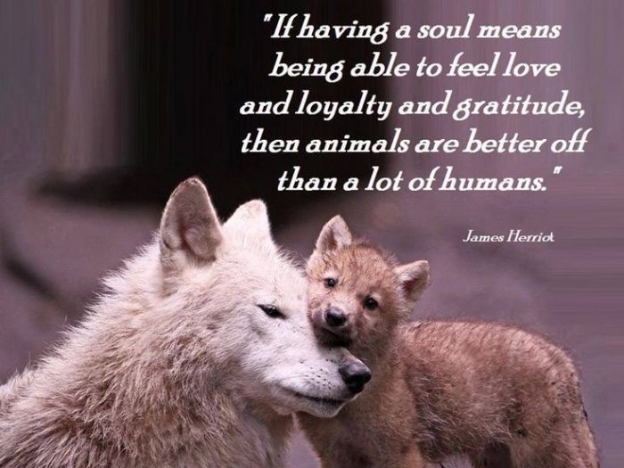 Help me go an extra mile to help a mistreated animal smile | ASPCA Help me go an extra mile to help a mistreated animal smile | ASPCA