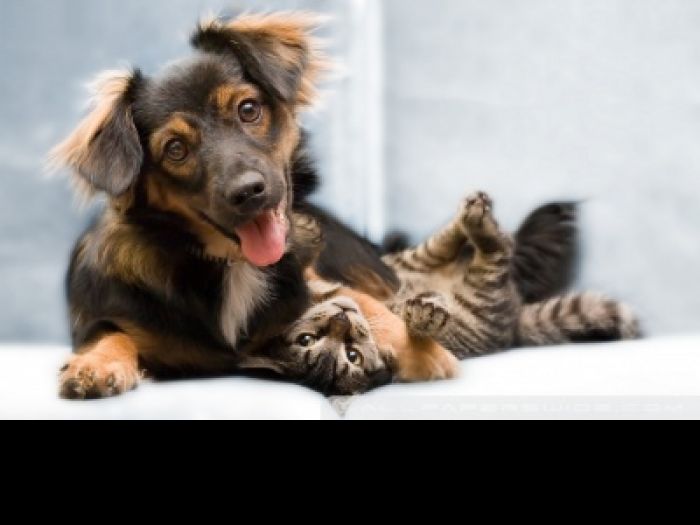 Help End Animal Abuse | ASPCA