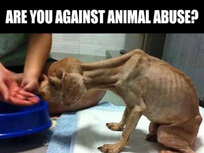 Jennifer S Birthday Campaign Aspca Jennifer S Birthday Campaign Aspca