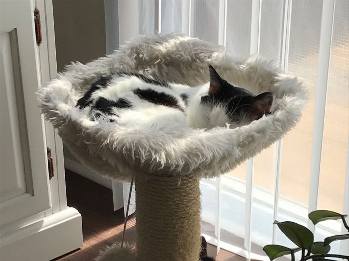 all creatures feed and pet