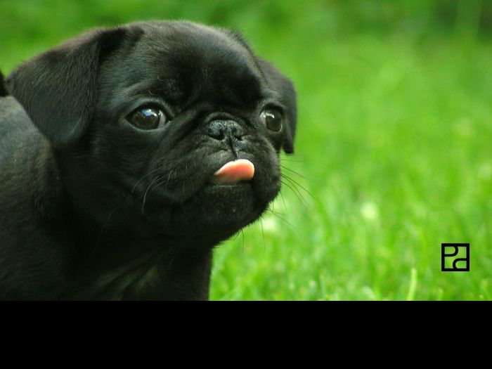 PuppyPurpose | ASPCA PuppyPurpose | ASPCA