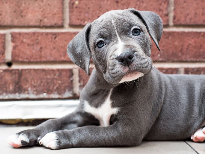 Adopt a Shelter Dog | ASPCA