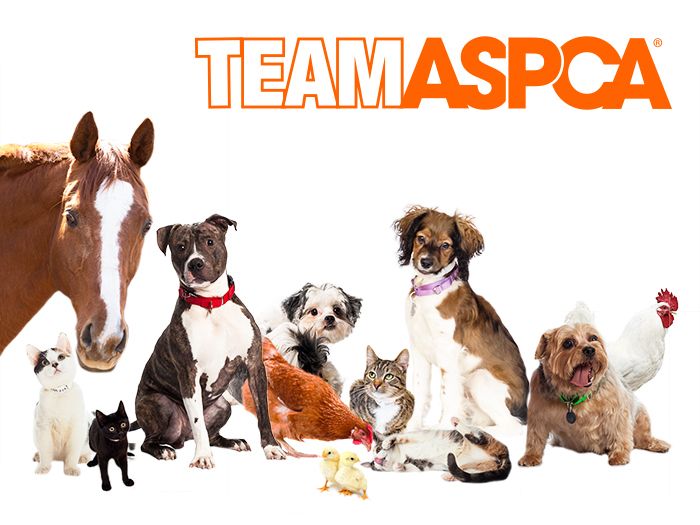 aspca animal rescue team