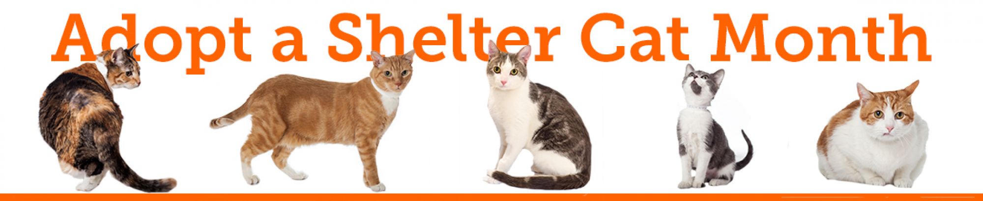 Adopt a Shelter Cat Month Campaign | ASPCA