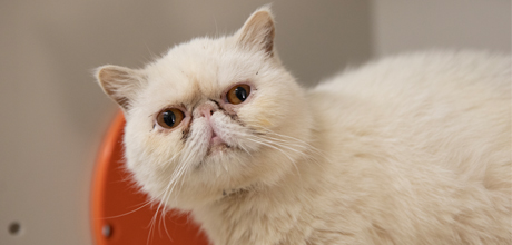 Persian cat
